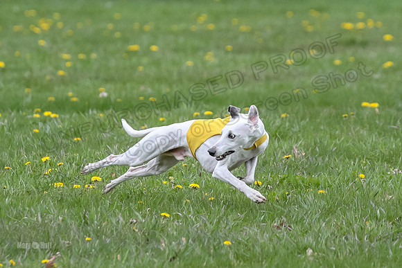 Finals Whippet Veteran-4741