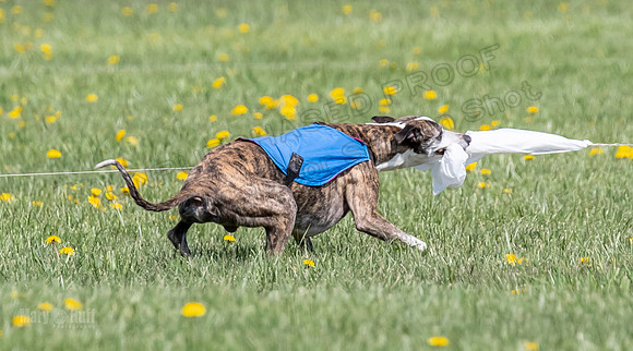 1Prelims Veterans 2 Nellie Prudence Captain-1692