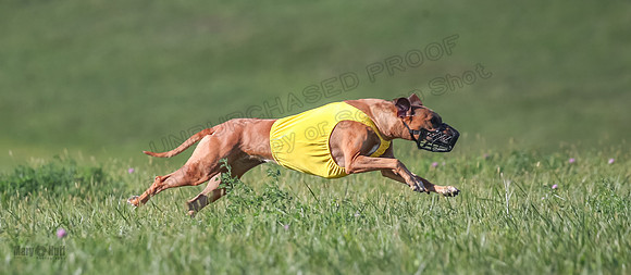 1 Prelims Open 1 Kinky Ash Zanna-4413