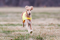 Saluki Color
