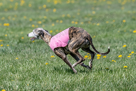 1Prelims Veterans 1 Rosa Marley Luna-1619