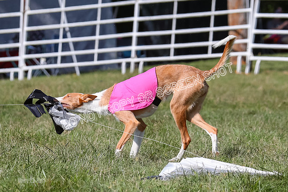 Open Prelim B1, Libby, Rogue, Penny-7798