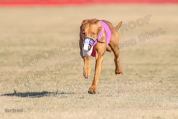 1Prelims Spec 1 Calyber Jasper-0798