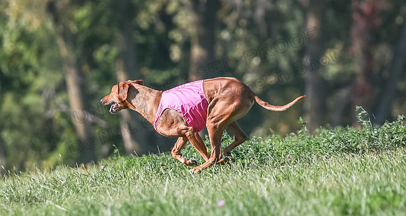 1 Prelims Vet 2 Xena Libby-5373