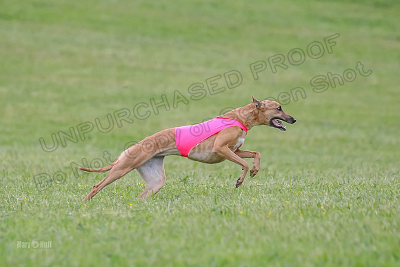 Prelim Open E4, Shelby GG Aria-9141