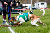 WRA, Prg 1, Race 1, Puppy, Sprig Gnocchi-8243