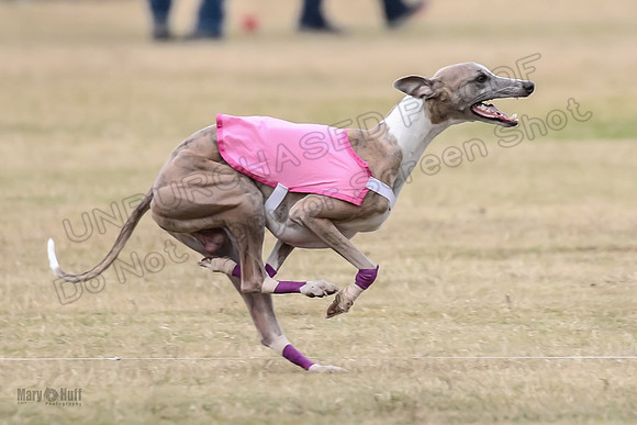 1Prelim Open 4 Kashi Rigel-3108