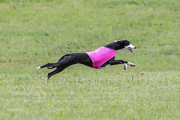 Prelim Open G1, Banshee Mystic Stoli-9456