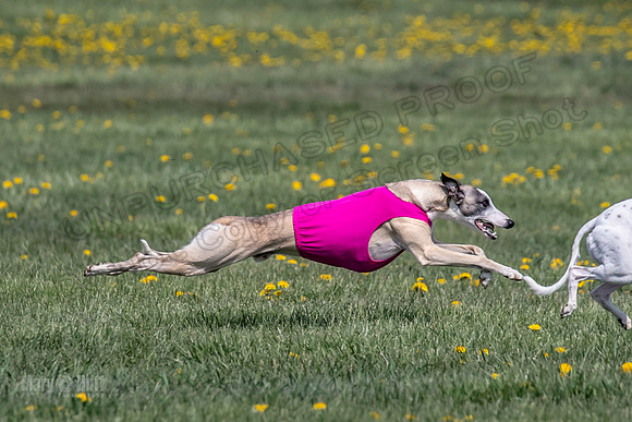 1Prelims Specials B4 Sprig Frankie Flower-1526