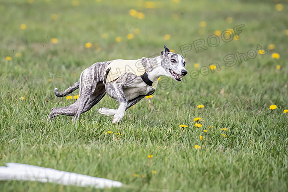 1 Prelim FCh A4 Whisper Zinger-6703