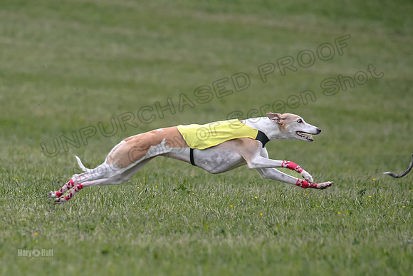 Prelim Veterans 1, Cheers Dora LittleBit-0092