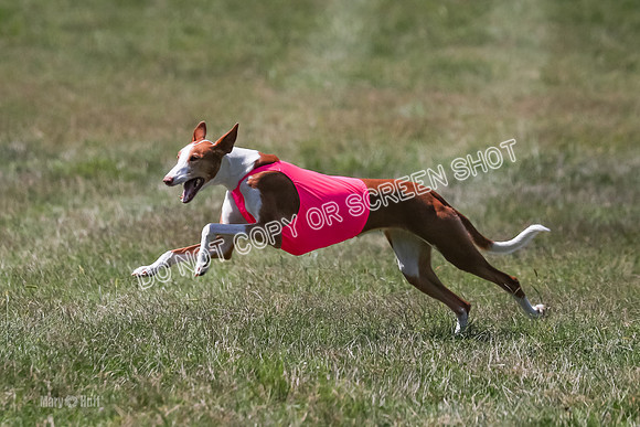 Finals, Veteran 2, Pepper, Diva-9482
