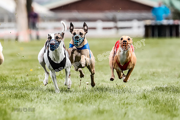 WRA, Prg 2, Race 12, Bookie Joplin Rogue Chase Jigsaw Rum-9061