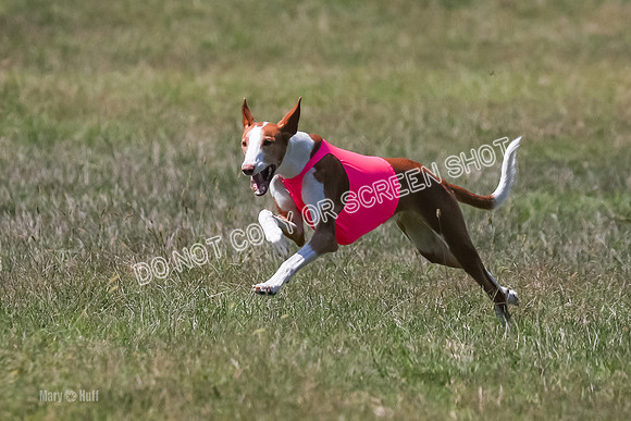 Finals, Veteran 2, Pepper, Diva-9471