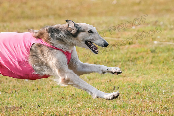 1 Prelims Fch Shay Maverick Bryce-0585