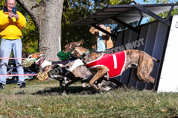 Prg 2, Race 1, Puppy, Reese JJ Revenant-9335