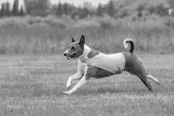 Finals Basenji-1362