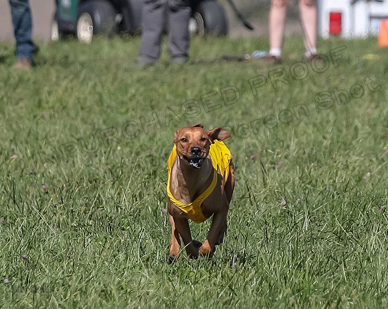 2 Finals Open 1 Rein Pepper Ash-7386