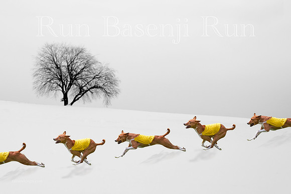 Art Winter Run Basenji