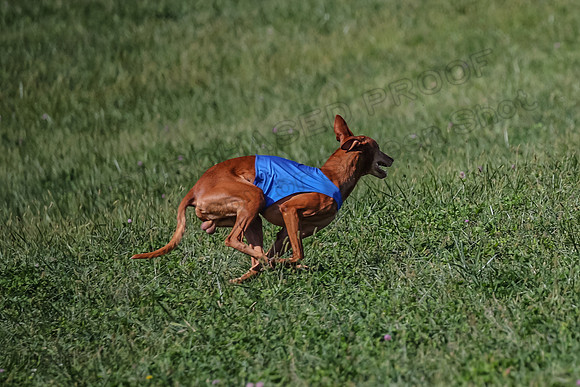 2 Finals Vet 1 Precious Copper Cayper-7303