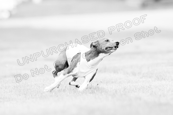 Prelims Rye-0969-2