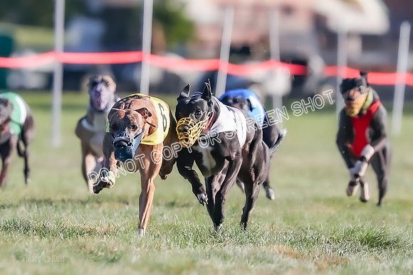 Prg 1, Race 14, Grim Zivah Beacon Cherry Pie Siggy Riggs-9215
