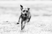 Rhodesian Ridgeback Black&White