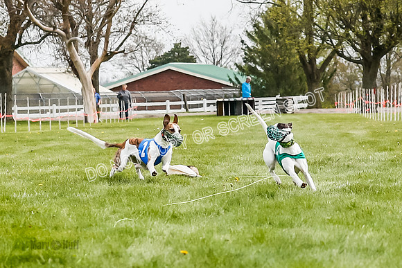 WRA, Prg 2, Race 1, Puppy, Gnochhi Sprig-8551