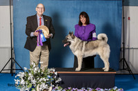 Elkhound 2020-1137