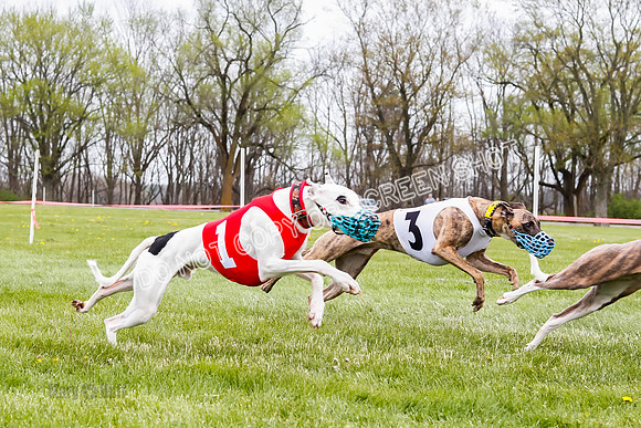 WRA, Prg 4, Race 1, Dash, Elvis Mika Buzzsaw Moonstruck-9281