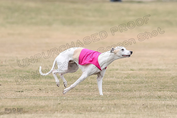 1Prelim Open 5 Petey Sue Cheese-3153