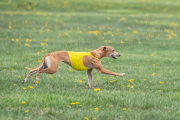 1 Prelim Open E3 EllieMae Misty-6611