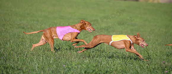 1 Prelims Vet 1 Precious Cayper Copper-4316
