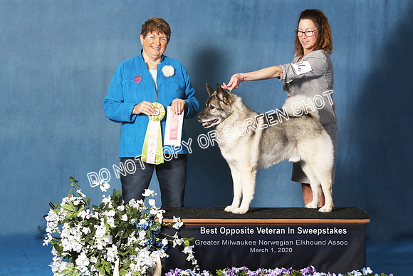 Elkhound 2020-1163-Edit