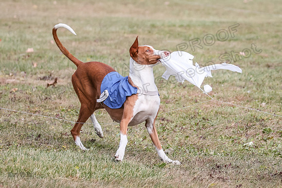 Finals Fch 1 Beastie Jadis Ginny-7925
