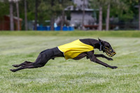 ASFA Coursing Sunday