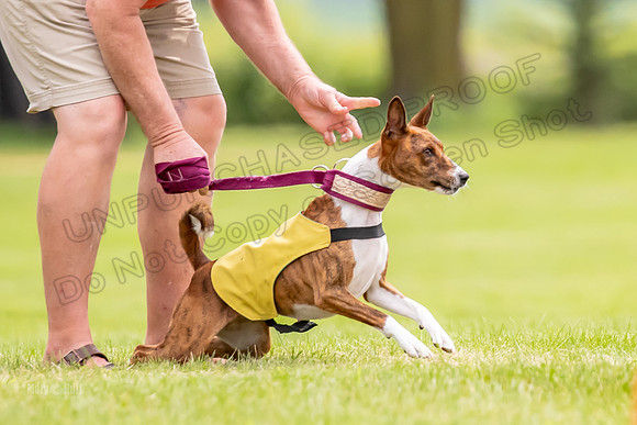 Finals Basenji-1391