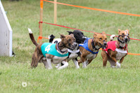 Basenji Program 3