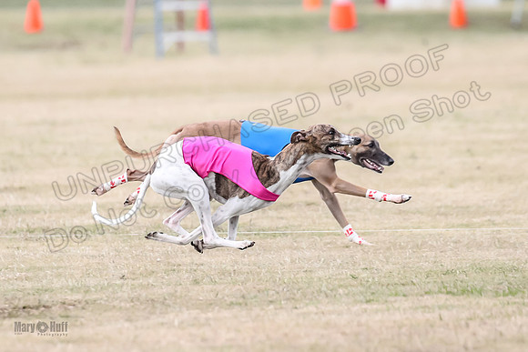 1Prelim Open 3 Eggsy Trixie Treble-3054