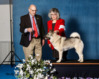 Elkhound 2020-1131
