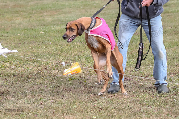 Finals Fch 2 Remmy Opal Islay-8257