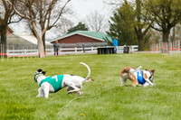 WRA, Prg 2, Race 1, Puppy, Gnochhi Sprig-8561