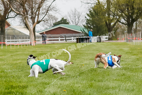 WRA, Prg 2, Race 1, Puppy, Gnochhi Sprig-8561