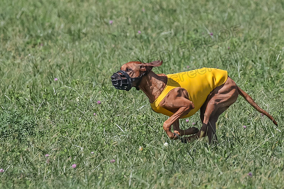 2 Finals Vet 2 Erzulie Libby-8166
