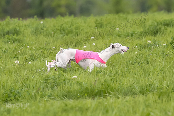 1 Prelims Fch 1 Flaare Cooper Buttercup-8257