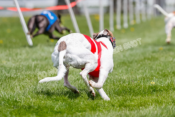 NOTRA Program 2, Race 6, Cinder Stormy Gibbs Shakespeare-2-15