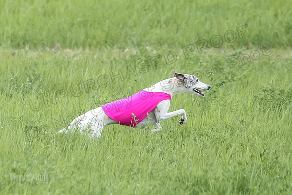 1 Prelims Open 3 Sydney Spanx Frankie-8241