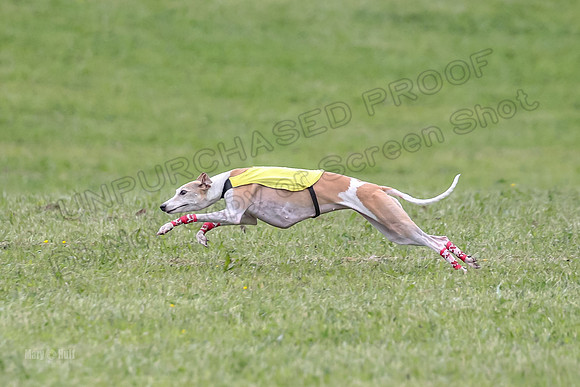 Prelim Veterans 1, Cheers Dora LittleBit-0077