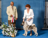 Elkhound 2020-1202