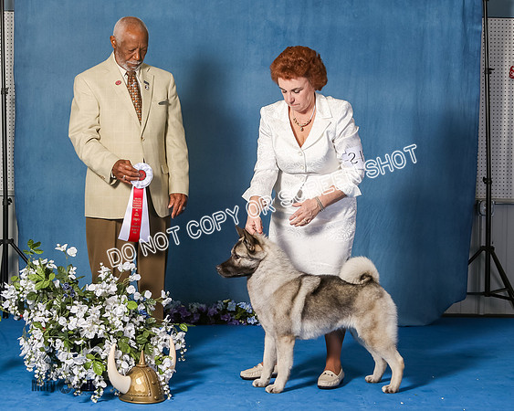 Elkhound 2020-1202